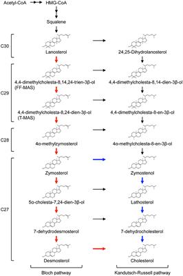 Sterol Metabolism and Transport in Atherosclerosis and Cancer